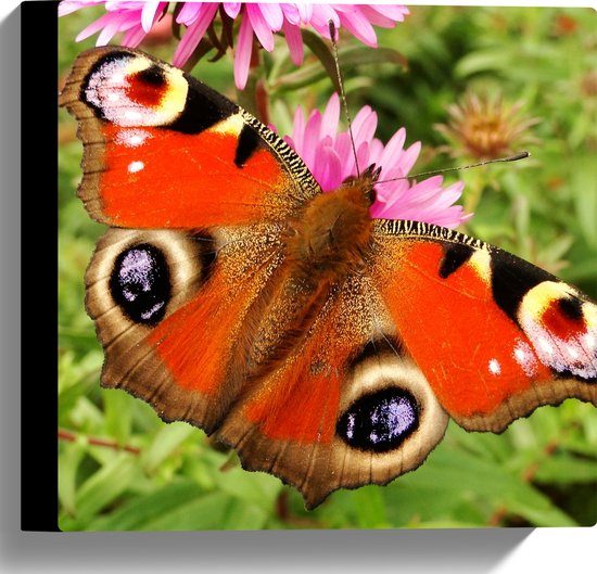 WallClassics - Canvas  - Rode Vlinder met Ogen op de Vleugels - 30x30 cm Foto op Canvas Schilderij (Wanddecoratie op Canvas)