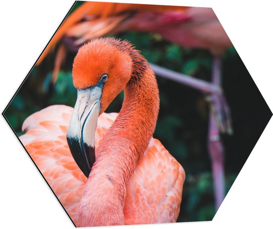 WallClassics - Dibond Hexagon - Close-Up van een Flamingo - 80x69.6 cm Foto op Hexagon (Met Ophangsysteem)