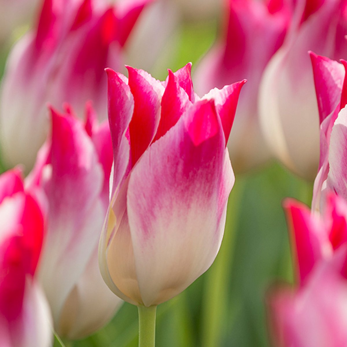 Tulp Whispering Dream | 10 stuks | Leliebloemig | Roze | Wit