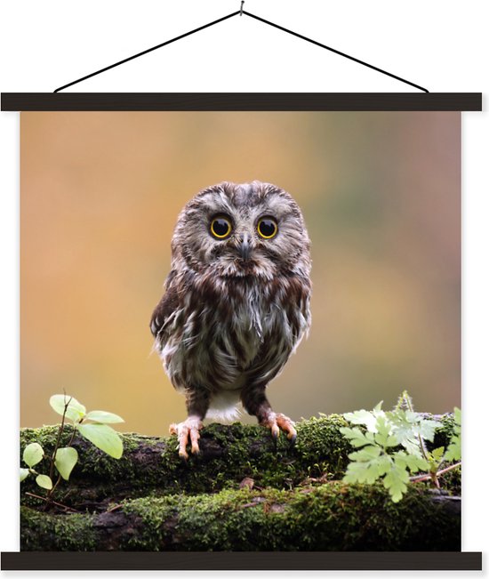 Affiche scolaire - Chouette chevêche - 90x90 cm - Lattes noires