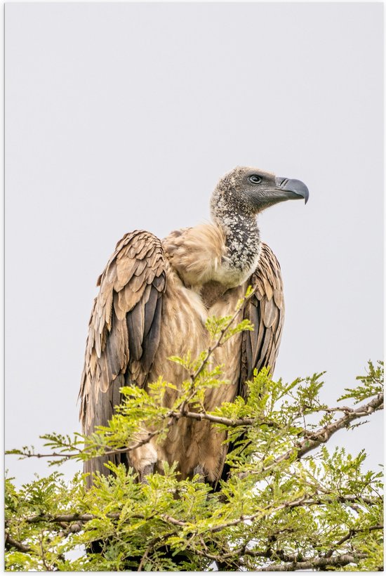 WallClassics - Poster (Matte) - Vautour au repos au sommet d'un arbre - Photo 40x60 cm sur papier affiche à l'aspect mat