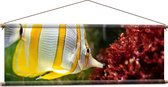 WallClassics - Textielposter - Geel met Witte Vlindervis in het Water - 120x40 cm Foto op Textiel
