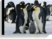 WallClassics - Canvas  - Pinguïns met hun Baby's - 40x30 cm Foto op Canvas Schilderij (Wanddecoratie op Canvas)