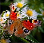 WallClassics - Poster Glanzend – Rood Bruine Vlinder op Witte Bloem - 50x50 cm Foto op Posterpapier met Glanzende Afwerking