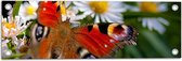 WallClassics - Poster de Jardin - Papillon Rouge Marron sur Bloem Witte - 60x20 cm Photo sur Poster de Jardin (décoration murale pour l'extérieur et l'intérieur)