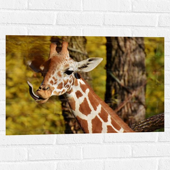 WallClassics - Muursticker - Girafe tirant la langue - 75x50 cm Photo sur Muursticker