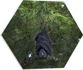 WallClassics - PVC Schuimplaat Hexagon  - Vleermuis Hangt aan een Boom - 50x43.5 cm Foto op Hexagon (Met Ophangsysteem)