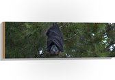 WallClassics - Hout - Vleermuis Hangt aan een Boom - 90x30 cm - 12 mm dik - Foto op Hout (Met Ophangsysteem)