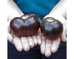 Tomaten zaden - Vleestomaat Black Beauty