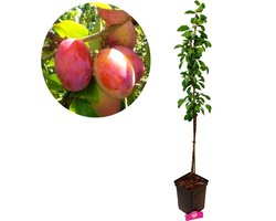 Prunus domestica 'Victoria' pruimenboom, 5 liter pot