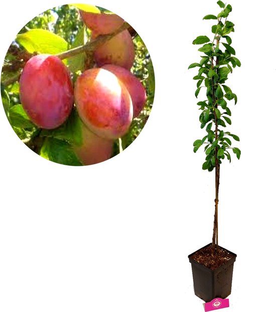 Prunus domestica 'Victoria' pruimenboom, 5 liter pot