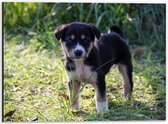 WallClassics - Dibond - Puppy in het Gras - 40x30 cm Foto op Aluminium (Met Ophangsysteem)