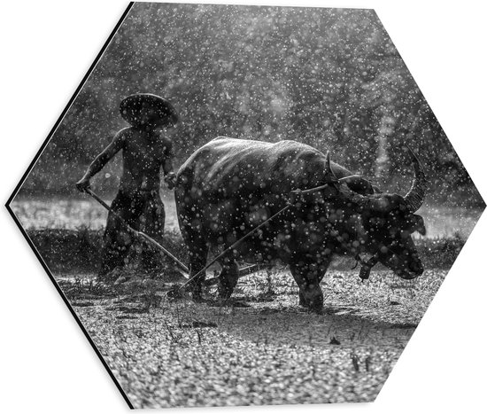 WallClassics - Dibond Hexagon - Aziatische Boer aan het Werk in de Regen Zwart / Wit - 40x34.8 cm Foto op Hexagon (Met Ophangsysteem)