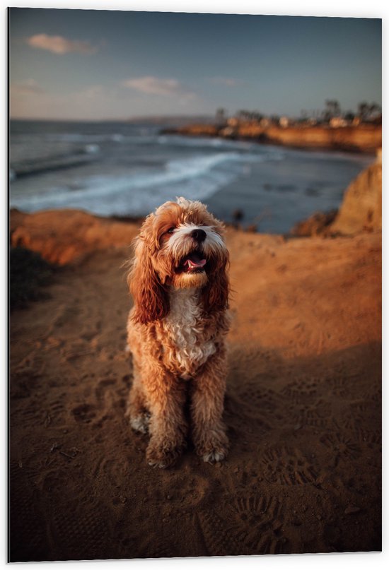 WallClassics - Dibond - Vrolijke Hond op het Strand - 60x90 cm Foto op Aluminium (Met Ophangsysteem)