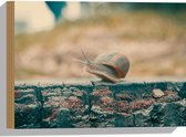 WallClassics - Hout - Slak op Houten Balk - 40x30 cm - 12 mm dik - Foto op Hout (Met Ophangsysteem)