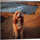 WallClassics - Acrylglas - Vrolijke Hond op het Strand - 80x80 cm Foto op Acrylglas (Met Ophangsysteem)