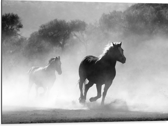 WallClassics - Dibond - Paarden in Galop Zwart / Wit - 80x60 cm Foto op Aluminium (Wanddecoratie van metaal)