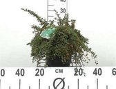6 x Cotoneaster proc. 'Streib's Findling' - Dwergmispel - pot 9 x 9 cm