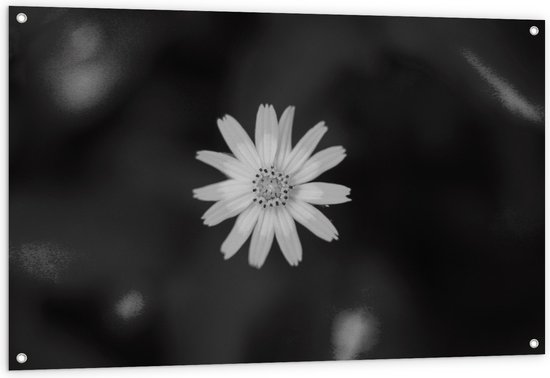 WallClassics - Tuinposter – Wit Madeliefje - 120x80 cm Foto op Tuinposter  (wanddecoratie voor buiten en binnen)