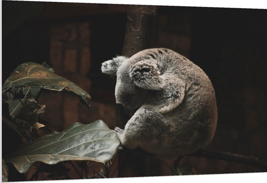 WallClassics - PVC Schuimplaat- Slapende Koala - 150x100 cm Foto op PVC Schuimplaat