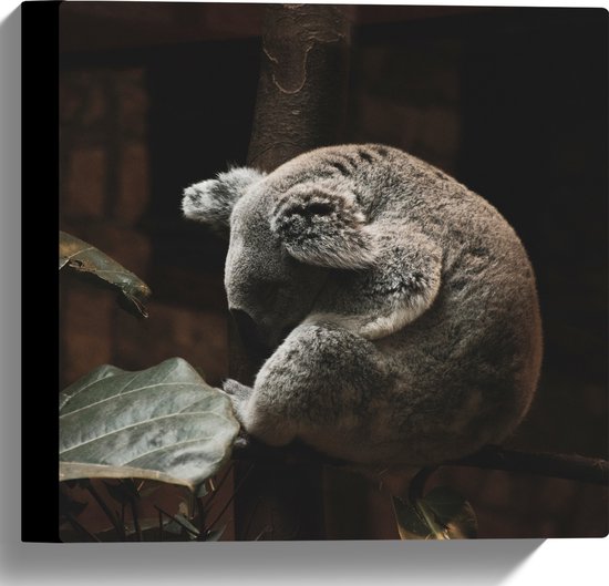 WallClassics - Canvas  - Slapende Koala - 30x30 cm Foto op Canvas Schilderij (Wanddecoratie op Canvas)