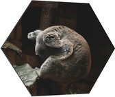 WallClassics - Dibond Hexagon - Slapende Koala - 70x60.9 cm Foto op Hexagon (Met Ophangsysteem)