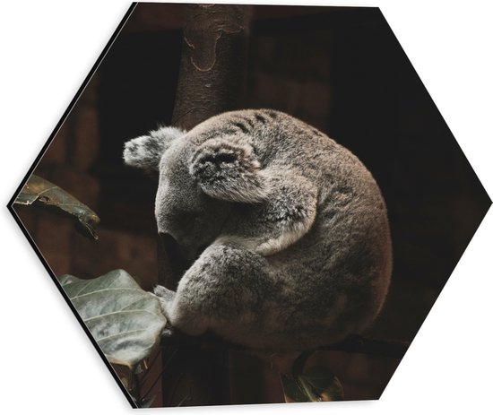 WallClassics - Dibond Hexagon - Slapende Koala - 30x26.1 cm Foto op Hexagon (Met Ophangsysteem)