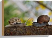 WallClassics - Hout - Verliefde Slakken op een Tak - 40x30 cm - 12 mm dik - Foto op Hout (Met Ophangsysteem)
