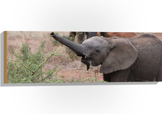 WallClassics - Hout - Baby Olifantje Spelend bij een Struik - 90x30 cm - 12 mm dik - Foto op Hout (Met Ophangsysteem)