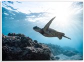 WallClassics - PVC Schuimplaat - Schilpad Zwemmend onder Water - 40x30 cm Foto op PVC Schuimplaat (Met Ophangsysteem)