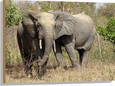 WallClassics - Hout - Afrikaanse Olifant in het Wild - 80x60 cm - 12 mm dik - Foto op Hout (Met Ophangsysteem)