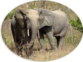 WallClassics - PVC Schuimplaat Ovaal - Afrikaanse Olifant in het Wild - 40x30 cm Foto op Ovaal  (Met Ophangsysteem)
