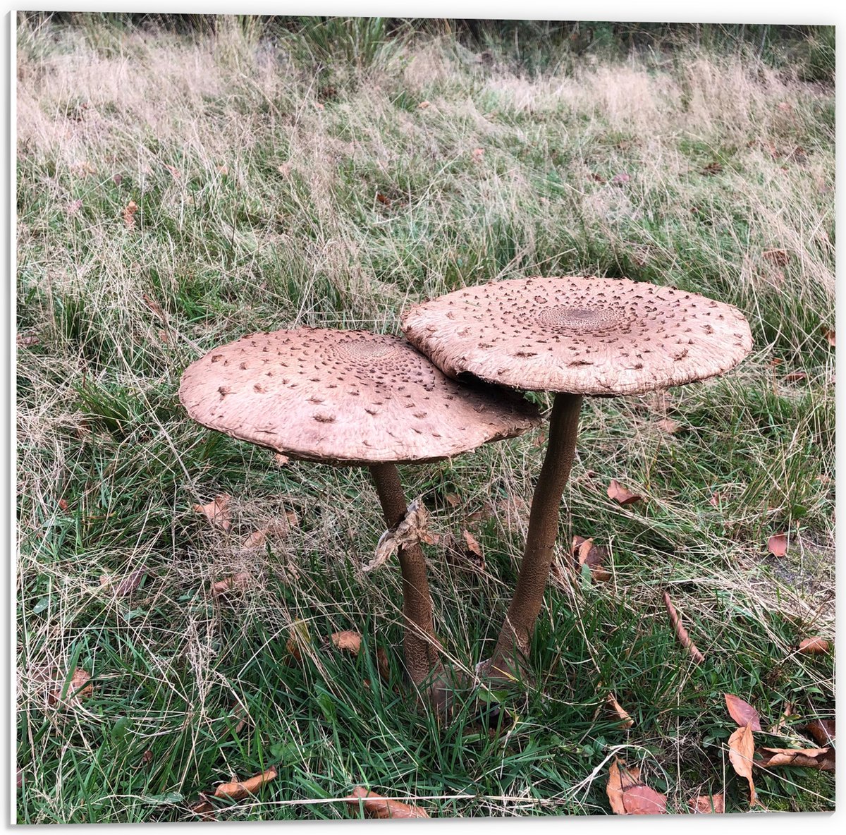 PVC Schuimplaat - Twee Grote Parasolzwam Paddenstoelen - 50x50 cm Foto op PVC Schuimplaat