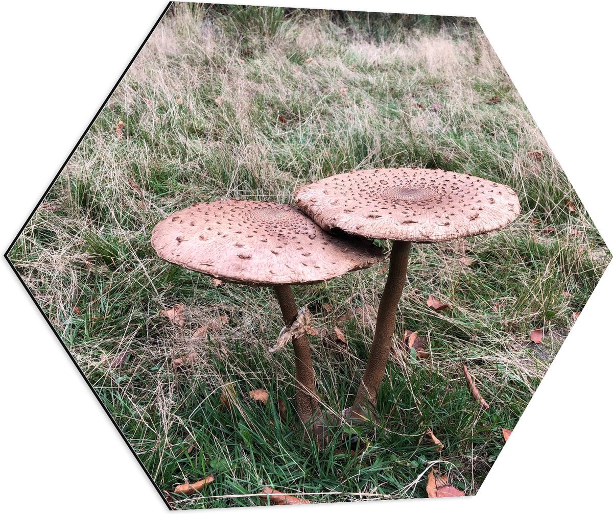 Dibond Hexagon - Twee Grote Parasolzwam Paddenstoelen - 70x60.9 cm Foto op Hexagon (Met Op