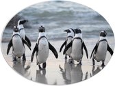 WallClassics - PVC Schuimplaat Ovaal - Waggelende Pinguïns op het Strand - 96x72 cm Foto op Ovaal  (Met Ophangsysteem)