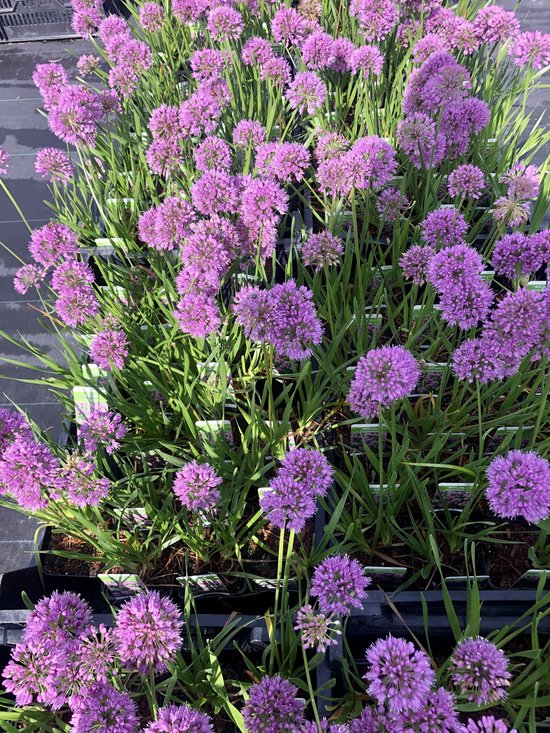 6 x Allium 'Millenium' Sierui Pot 9 x 9cm bol