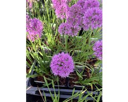 6 x Allium 'Millenium' - Sierui -  Pot 9 x 9cm
