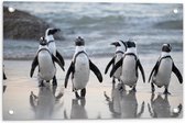 WallClassics - Tuinposter – Waggelende Pinguïns op het Strand - 60x40 cm Foto op Tuinposter  (wanddecoratie voor buiten en binnen)