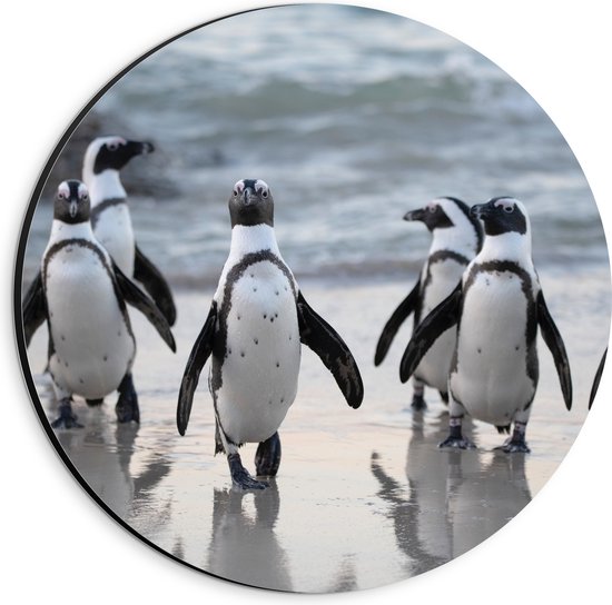 WallClassics - Dibond Muurcirkel - Waggelende Pinguïns op het Strand - 20x20 cm Foto op Aluminium Muurcirkel (met ophangsysteem)