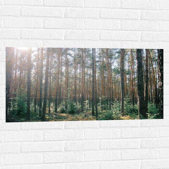 WallClassics - Muursticker - Zon tussen de Bomen in het Bos - 100x50 cm Foto op Muursticker