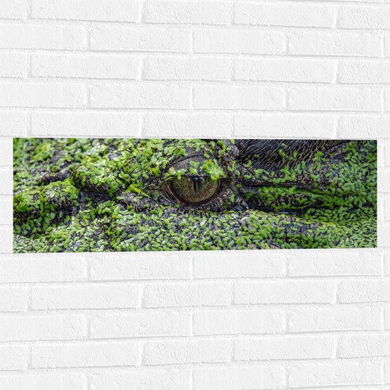 WallClassics - Muursticker - Krokodil in het Moeras - 90x30 cm Foto op Muursticker