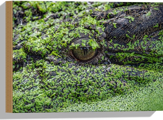 WallClassics - Hout - Krokodil in het Moeras - 40x30 cm - 12 mm dik - Foto op Hout (Met Ophangsysteem)