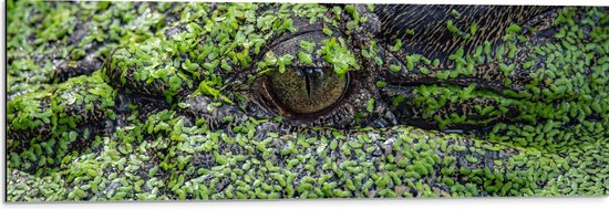 WallClassics - Dibond - Krokodil in het Moeras - 90x30 cm Foto op Aluminium (Met Ophangsysteem)