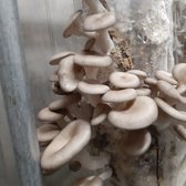 2x sac de spores / graines de champignon huître gris