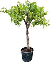 Druivenplant - Vitis Vinifera - Druivenboom op hoge stam - Winterhard - Pot ⌀ 45cm - Hoogte ca. 200cm