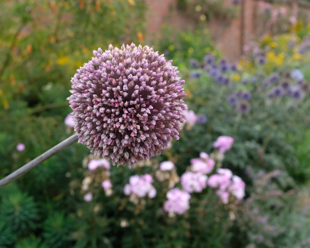 Summer Drummer (Nieuw) Allium Bloembollen 3 stuks bolmaat 12/14