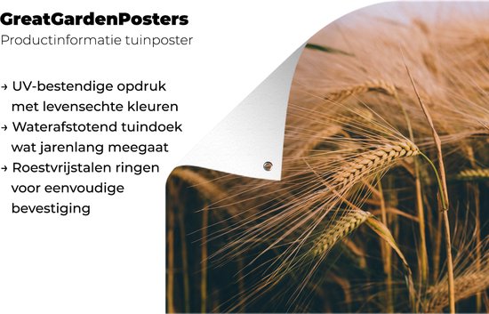 Décoration murale Grain - Nature - Plantes - 180x120 cm - Poster de jardin