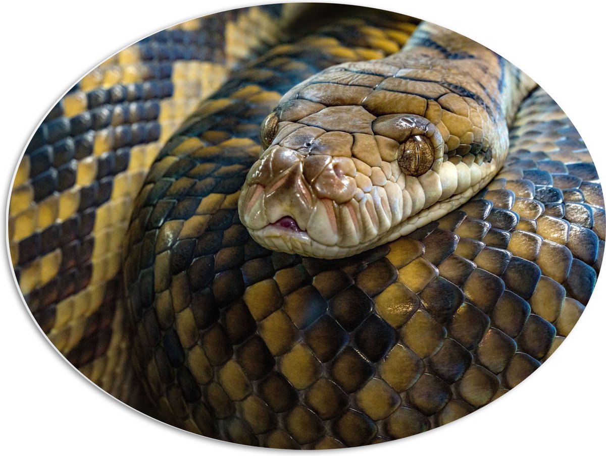WallClassics - PVC Schuimplaat Ovaal - Opgerolde Slang - Morelia Amethistina - 80x60 cm Foto op Ovaal (Met Ophangsysteem)