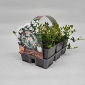 2x6 stuks (12 planten) in 6-Pack concept - Vinca minor 'Alba' - Bodembedekker - Vaste plant - Tuinplant - Winterhard - Groenblijvend - Groen - Maagdenpalm - Kleine maagdenpalm