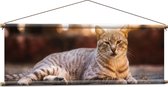 WallClassics - Affiche Textile - Chat Paresseux - 120x40 cm Photo sur Textile